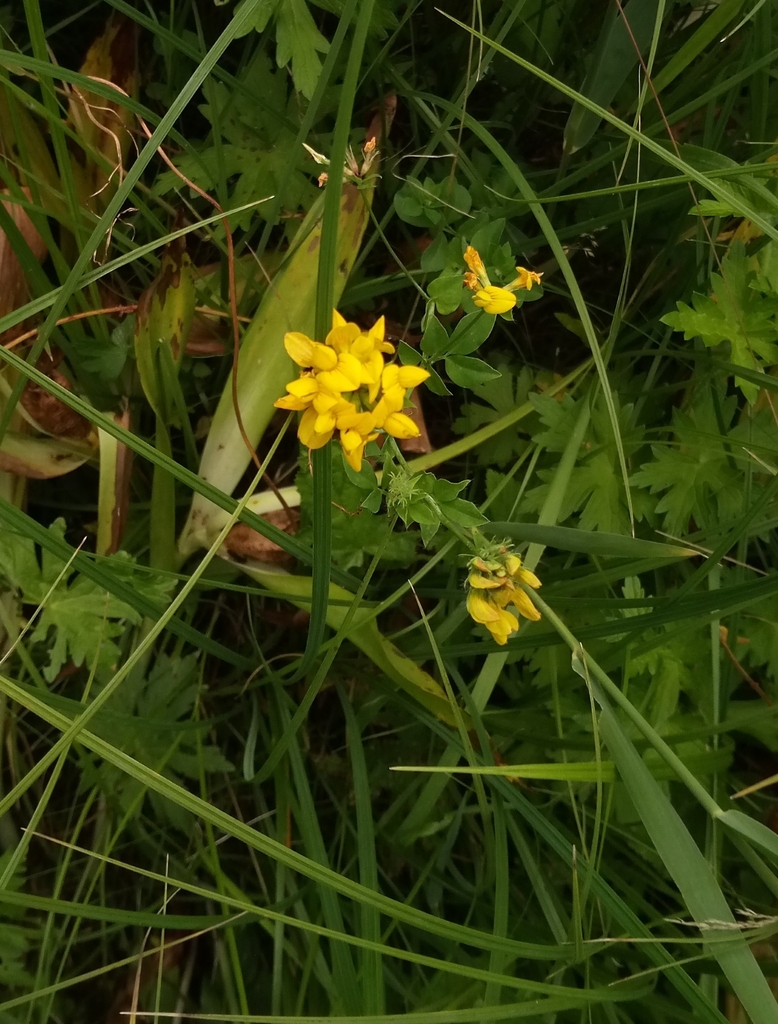 Greater bird s foot trefoil from 471 41 dub esko on july 2 2023 at