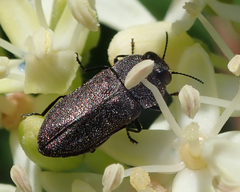 Anthaxiini