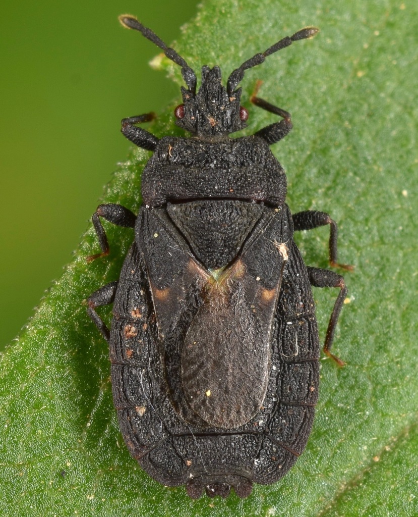 Neuroctenus pseudonymus