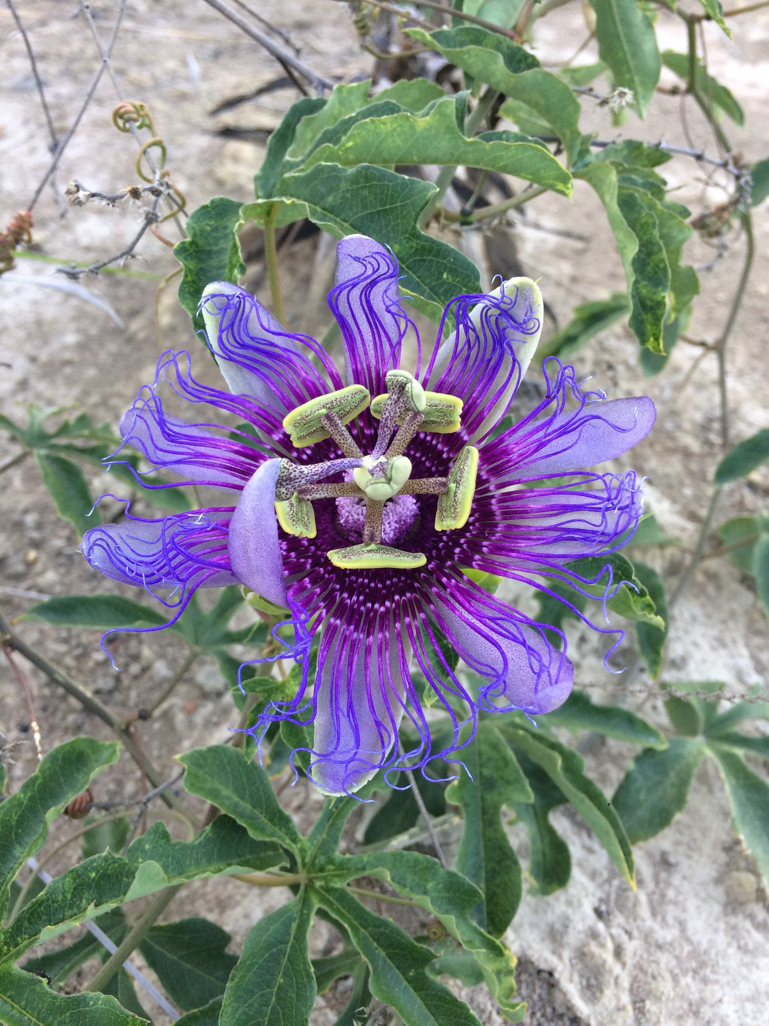 Passiflora cincinnata