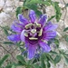 Passiflora cincinnata - Photo (c) Ben P,  זכויות יוצרים חלקיות (CC BY), הועלה על ידי Ben P
