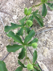 Passiflora cincinnata