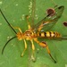 Neotheronia - Photo (c) skitterbug,  זכויות יוצרים חלקיות (CC BY), הועלה על ידי skitterbug