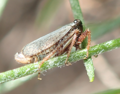 Lystridea