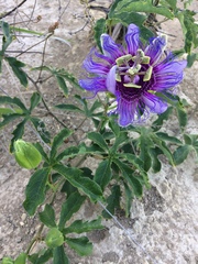 Passiflora cincinnata
