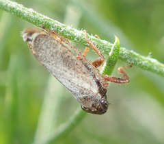 Lystridea
