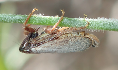 Lystridea