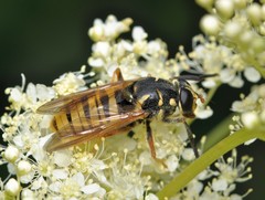 Temnostoma vespiforme