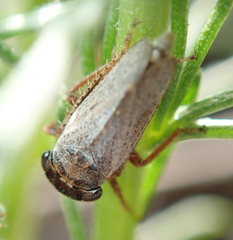 Lystridea