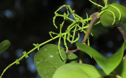 Gnetum leyboldii observed 2023-07-02