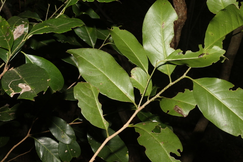 Image of Casearia multinervosa by (c) Greg Tasney, some rights reserved (CC BY-SA)