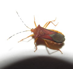 Anasa varicornis