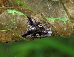 Syngrapha interrogationis