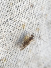 Graphopsocus