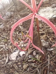 Zephyranthes sprekeliopsis, photograph nasua, CC BY, iNaturalist via GBIF