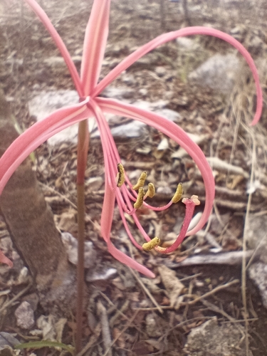 Zephyranthes sprekeliopsis, photograph 3