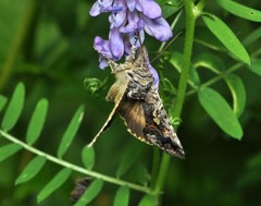 Syngrapha interrogationis