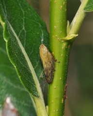 Omalophora pectoralis