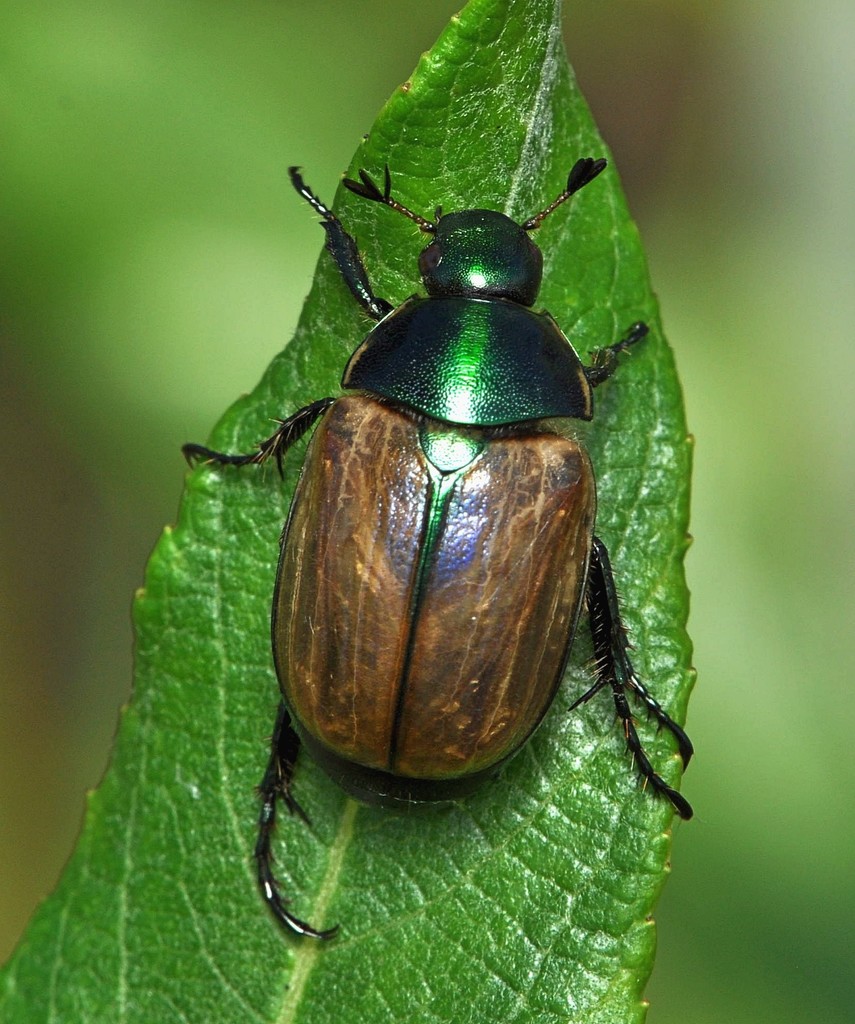 Anomalini