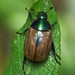 Dune Chafer - Photo (c) Andrei, some rights reserved (CC BY-NC), uploaded by Andrei