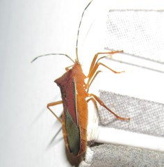 Anasa varicornis