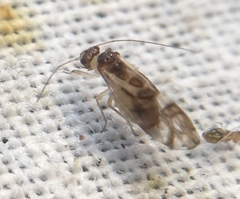 Graphopsocus