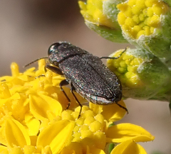 Anthaxiini