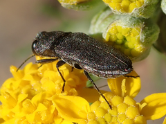 Anthaxiini