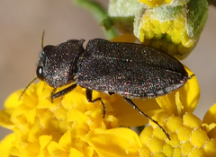 Anthaxiini