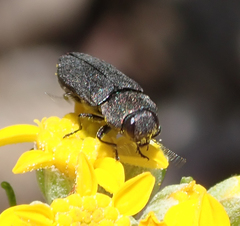 Anthaxiini