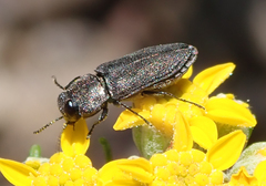 Anthaxiini