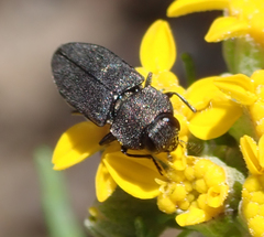 Anthaxiini