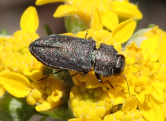 Anthaxiini