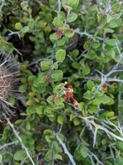 Castela peninsularis