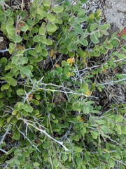 Castela peninsularis