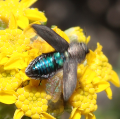 Anthaxiini