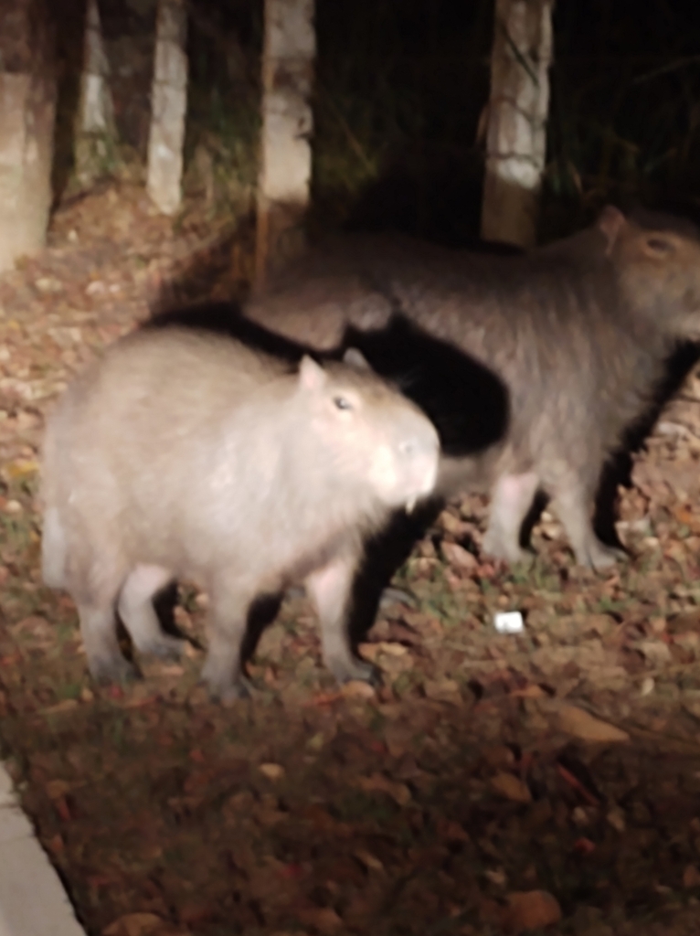 Capybara from SH Grande Colorado Condom??nio Mans??es Colorado on July 2