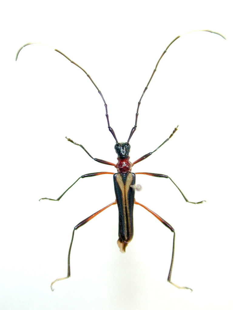 Drototelus elegans