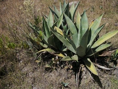 Agave