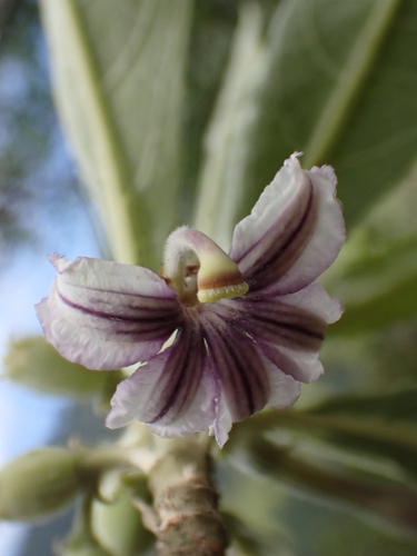 Scaevola mollis