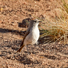 Rufous-Naped Ground Tyrant photo 5