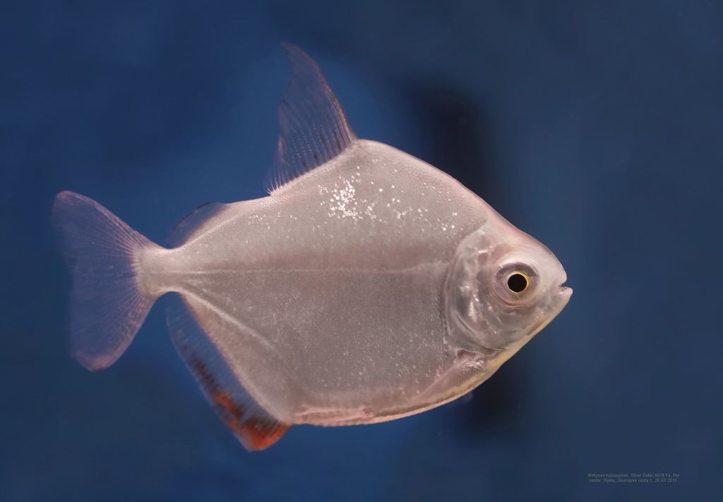 Plain Metynnis