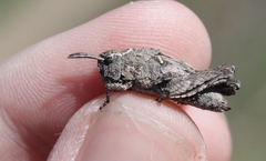 Chimarocephala pacifica