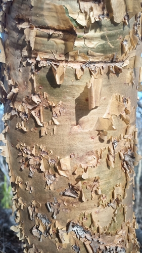 Bursera ariensis (Kunth) McVaugh & Rzed. 2