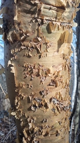 Bursera ariensis (Kunth) McVaugh & Rzed. 4