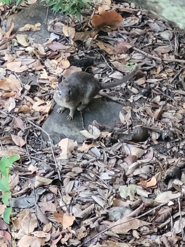 Paraguayan Punaré (Thrichomys pachyurus) — Least Concern Mammalia