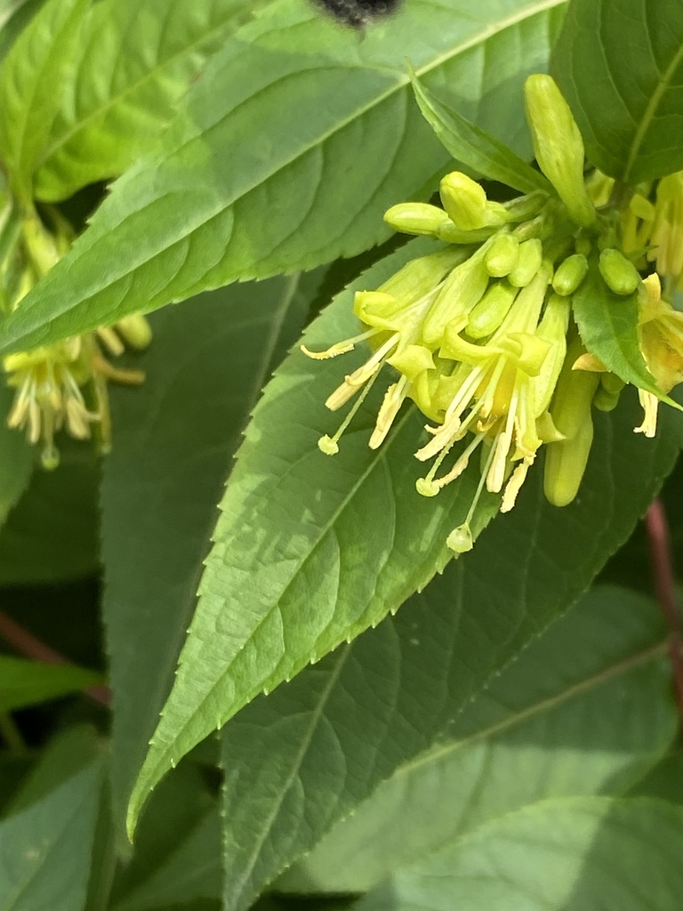 Diervilla lonicera, Île de Montréal, Westmount, QC, CA