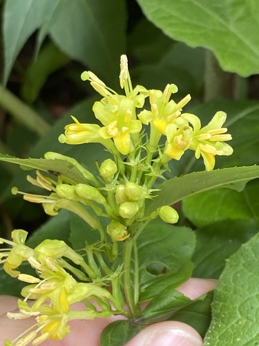 Diervilla lonicera