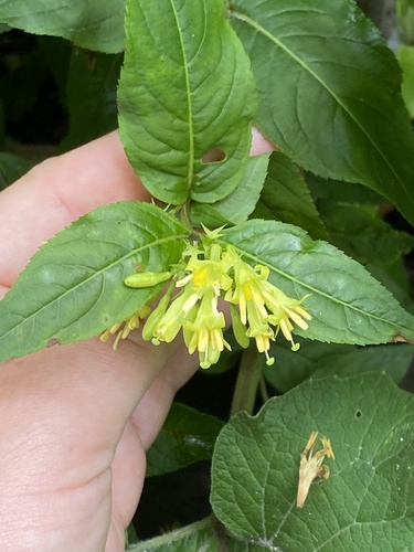 Diervilla lonicera