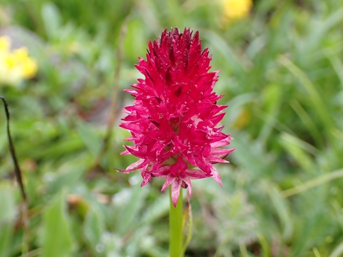 Image of Bicolor Fragrant Orchid (Gymnadenia bicolor) by (c) Elias, some rights reserved (CC BY)